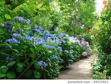 英式花園繡球花小徑 93013921