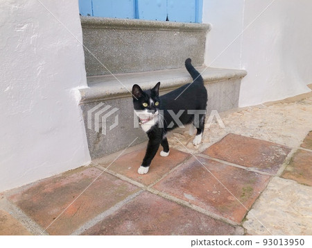 【西班牙】一隻黑白貓走在弗里吉利亞納老城 93013950
