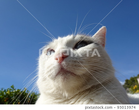 [西班牙] 藍眼流浪貓（Frigiliana）臉部特寫 93013974