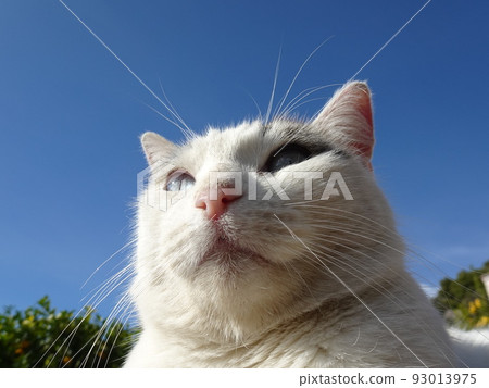 [西班牙] 藍眼流浪貓（Frigiliana）臉部特寫 93013975