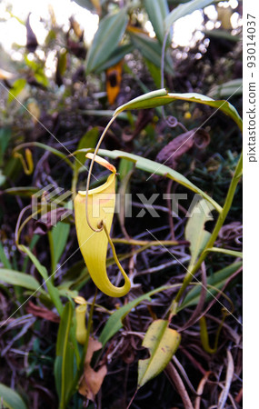 View to pitcher plant of Nepenthes,Atsinanana region, Madagascar View to pitcher plant of Nepenthes,Atsinanana region, Madagascar 93014037