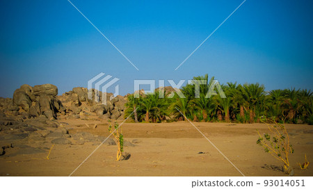 Oasis near Third Cataract of Nile near Tombos, Sudan 93014051