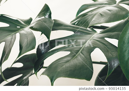 Leaves of Monstera deliciosa or Swiss cheese plant close-up as tropical leaves background Leaves of Monstera deliciosa or Swiss cheese plant close-up as tropical leaves background 93014135