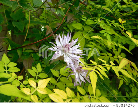 Clematis English Garden Clematis English Garden 93014276