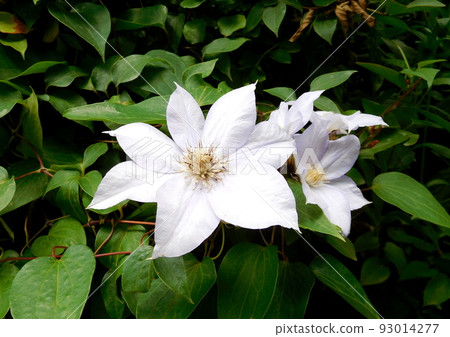 Clematis English Garden Clematis English Garden 93014277