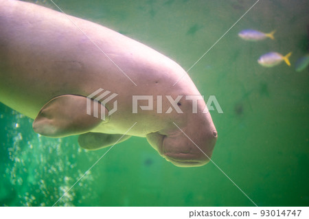 Relaxing dugong 93014747