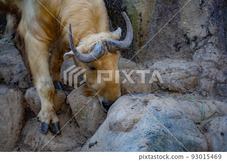 water buffalo descending cliff water buffalo descending cliff 93015469