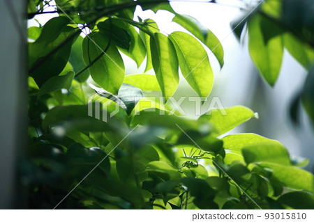 城市綠化 城市綠化 93015810