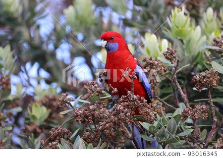Australia's colorful wild parakeets 93016345