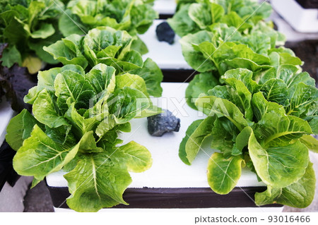 Hydroponic organic vegetables salad garden cultivation at home garden Hydroponic organic vegetables salad garden cultivation at home garden 93016466