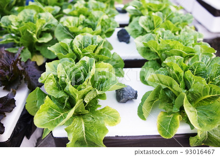 Hydroponic organic vegetables salad garden cultivation at home garden Hydroponic organic vegetables salad garden cultivation at home garden 93016467