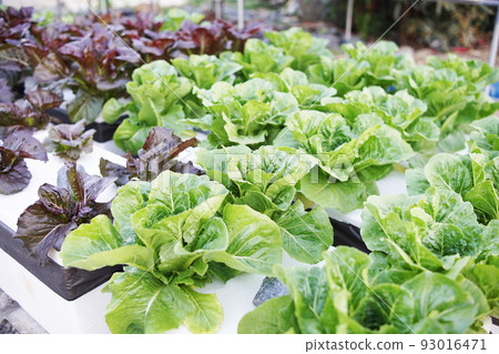 Hydroponic organic vegetables salad garden cultivation at home garden 93016471