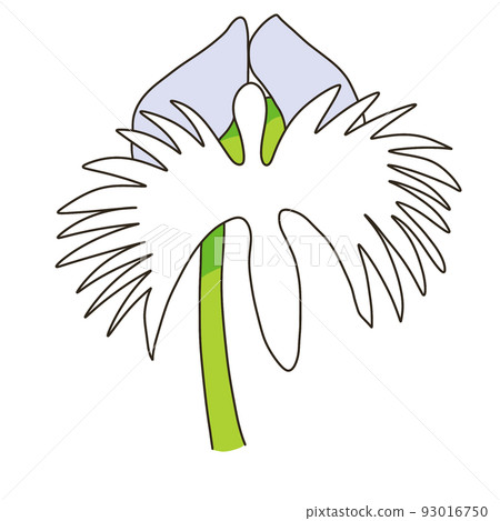 蘭科 蘭科 93016750