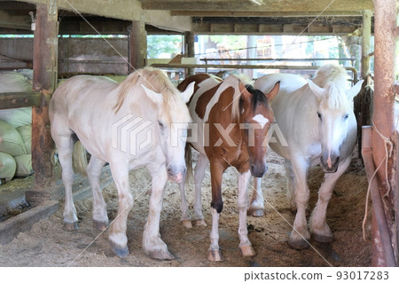這三匹馬在馬厩裡一直用腿踢地。你在想什麼？白馬很漂亮。 93017283