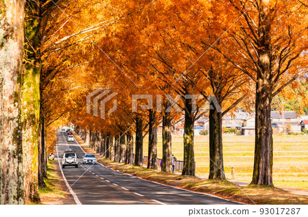 Metasequoia trees on the Makino Plateau in autumn 93017287