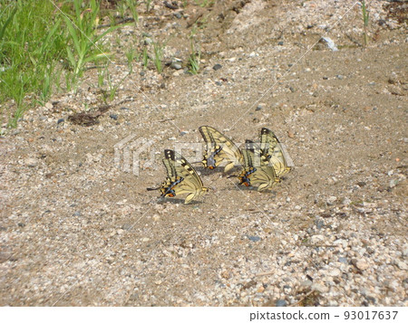 Papilio machaon 燕子在湖岸吸水 93017637