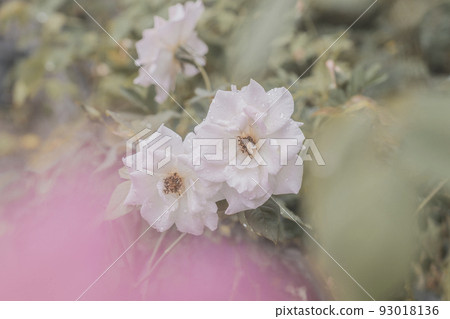 賞櫻植物園玫瑰玫瑰 賞櫻植物園玫瑰玫瑰 93018136