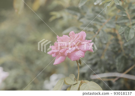 Cherry-blossom viewing botanical garden rose rose 93018137