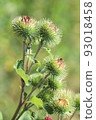 Thistle, close up, buds 93018458