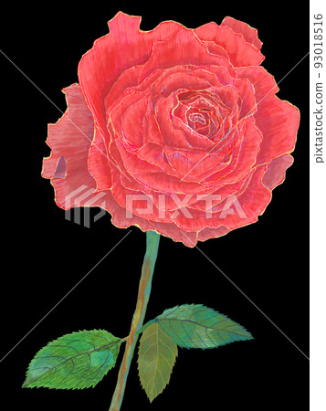 玫瑰黑色背景_垂直 玫瑰黑色背景_垂直 93018516