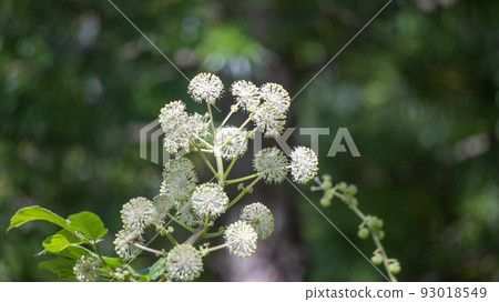 山雲花2 山雲花2 93018549