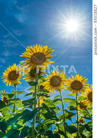 Aozora Sunflower Summer Sun Cloud 93018827