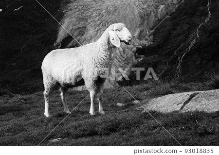 Cute white alpine sheep on mountain pasture Cute white alpine sheep on mountain pasture 93018835