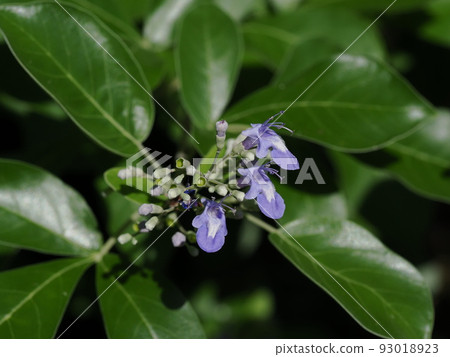 夏天盛開藍紫色花朵的濱鄉 93018923