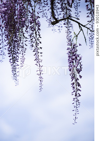 美麗的紫藤花 美麗的紫藤花 93018943