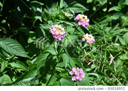 馬纓丹 馬纓丹 93018951