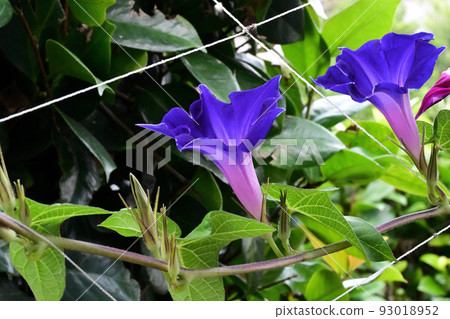 喇叭花 93018952