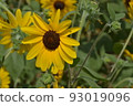 開花在森林公園的仲夏向日葵 93019096