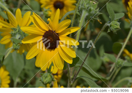 開花在森林公園的仲夏向日葵 93019096