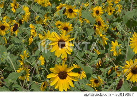 開花在森林公園的仲夏向日葵 93019097