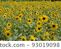 開花在森林公園的仲夏向日葵 93019098