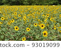 開花在森林公園的仲夏向日葵 93019099