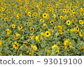 開花在森林公園的仲夏向日葵 93019100