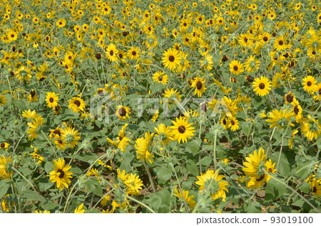 開花在森林公園的仲夏向日葵 開花在森林公園的仲夏向日葵 93019100