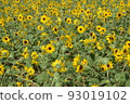 開花在森林公園的仲夏向日葵 93019102