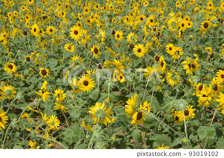 開花在森林公園的仲夏向日葵 開花在森林公園的仲夏向日葵 93019102