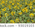 開花在森林公園的仲夏向日葵 93019103