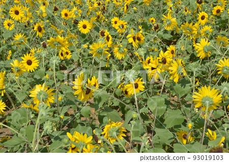 開花在森林公園的仲夏向日葵 開花在森林公園的仲夏向日葵 93019103