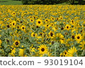 開花在森林公園的仲夏向日葵 93019104