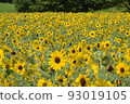 開花在森林公園的仲夏向日葵 93019105