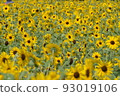 開花在森林公園的仲夏向日葵 93019106
