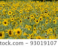 開花在森林公園的仲夏向日葵 93019107