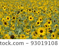 開花在森林公園的仲夏向日葵 93019108
