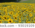 開花在森林公園的仲夏向日葵 93019109