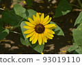 開花在森林公園的仲夏向日葵 93019110
