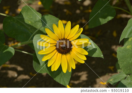 開花在森林公園的仲夏向日葵 開花在森林公園的仲夏向日葵 93019110